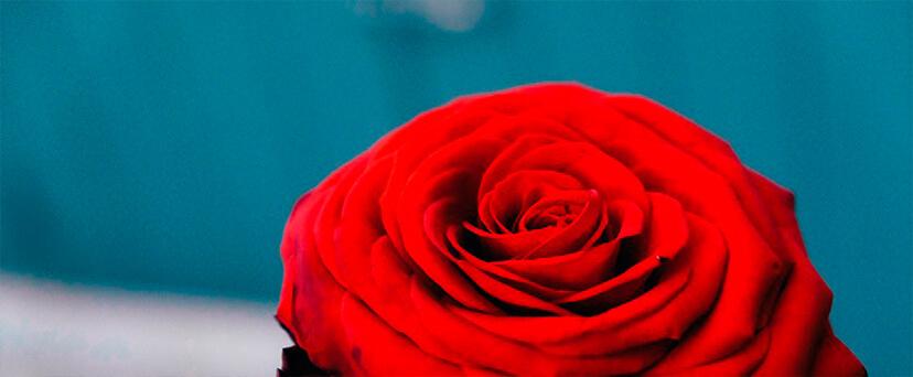 Porqué se regala una rosa el Día de Sant Jordi