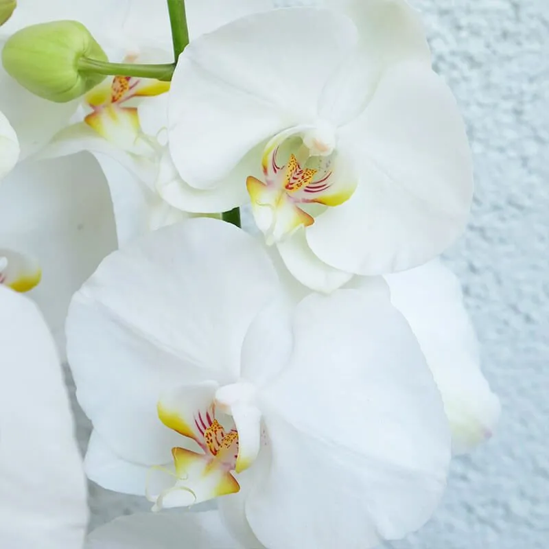 Centro de Orquídea Blanca