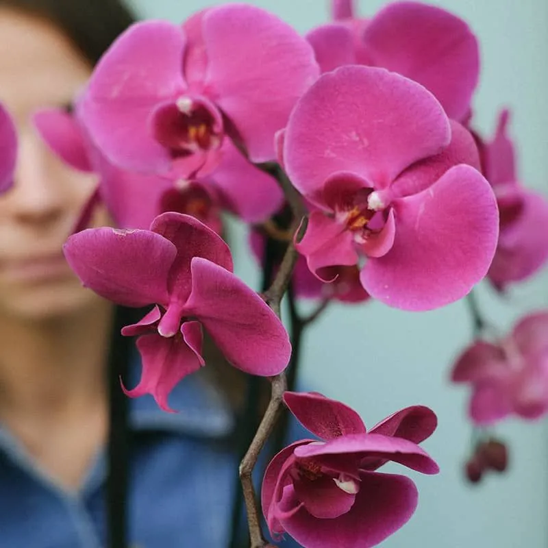 Orquídea Roja  Flores y Detalles