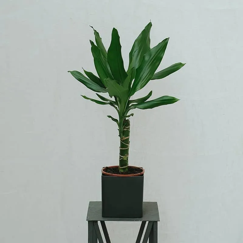 Planta Dracena Fragans