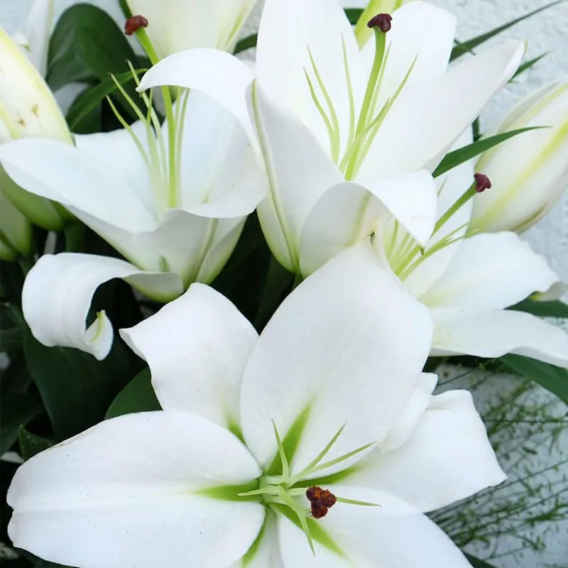 Ramo de Lilium Blanco | Floristería Bourguignon