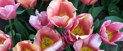 Origen y simbolismo del tulipán 