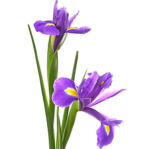Flores ultravioleta | Blog Bourguignon