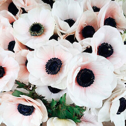 Details 300 anemonas blancas flor