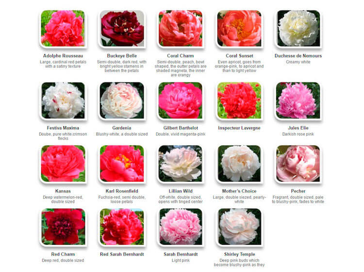 Details 300 imagen tipos de flores peonias