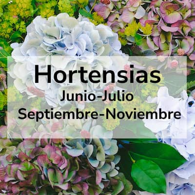 Hydrangea Season Junio-Julio September-November