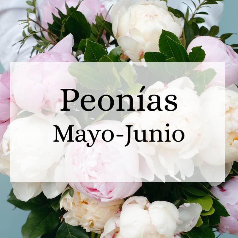 Peony Season May-June