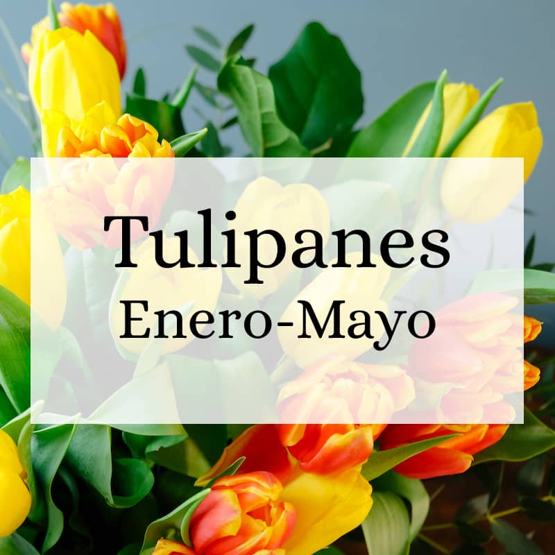 Tulip Season January-April